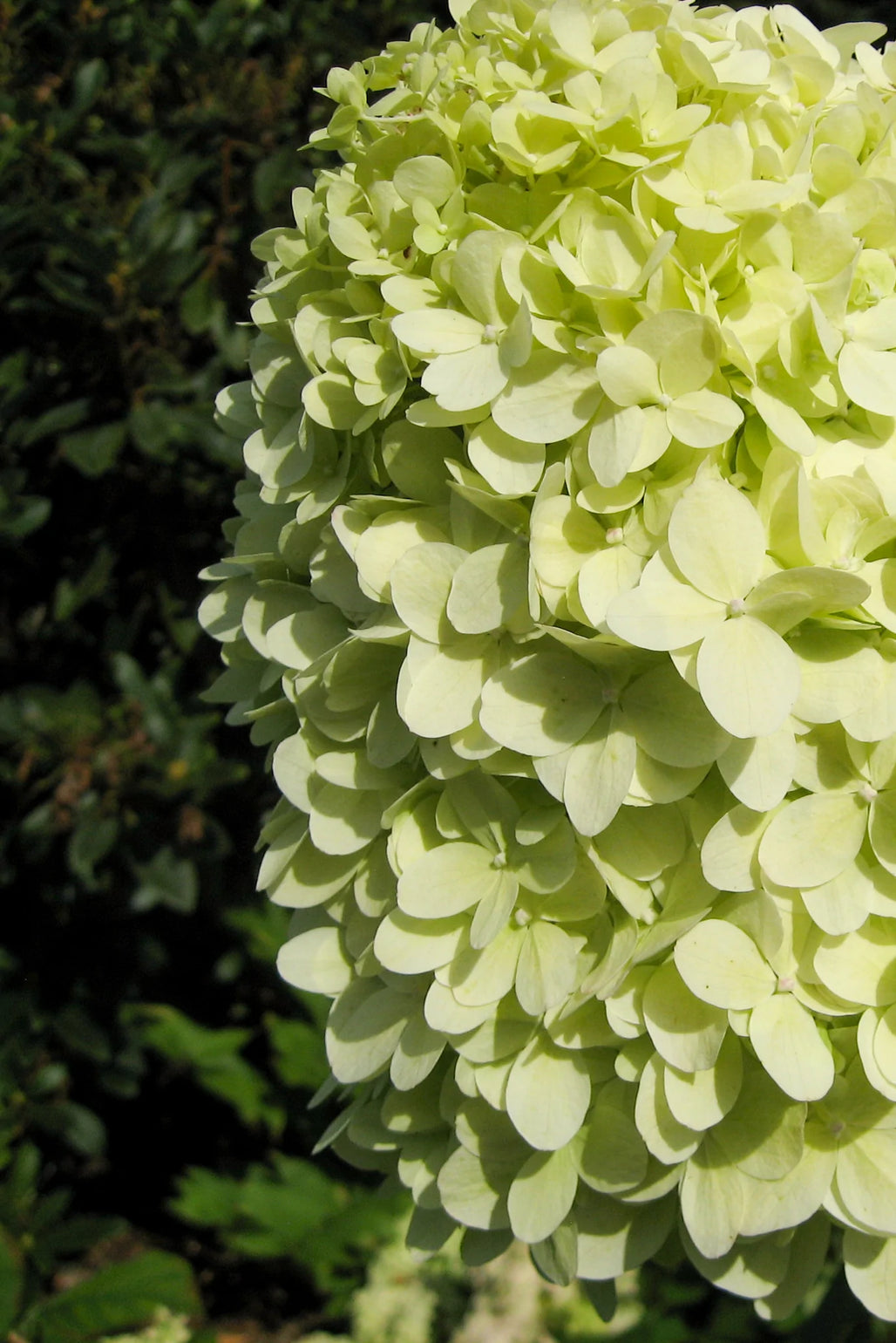 products/Hydrangeapaniculata_Limelight_075c942b-9859-4b8f-9dd6-9977283671ab.webp